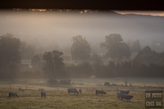 france, region normandie, calvados, pays d'auge, colinnes avec vaches près de pont l'évèque,